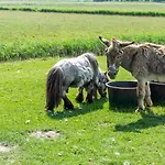 Amrum Auf Dem Holmhof