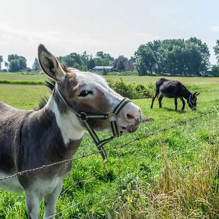 Amrum Auf Dem Holmhof Poppenbull